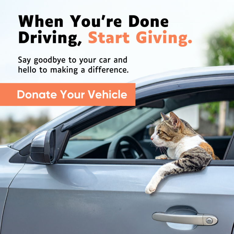 cat in driver seat of car